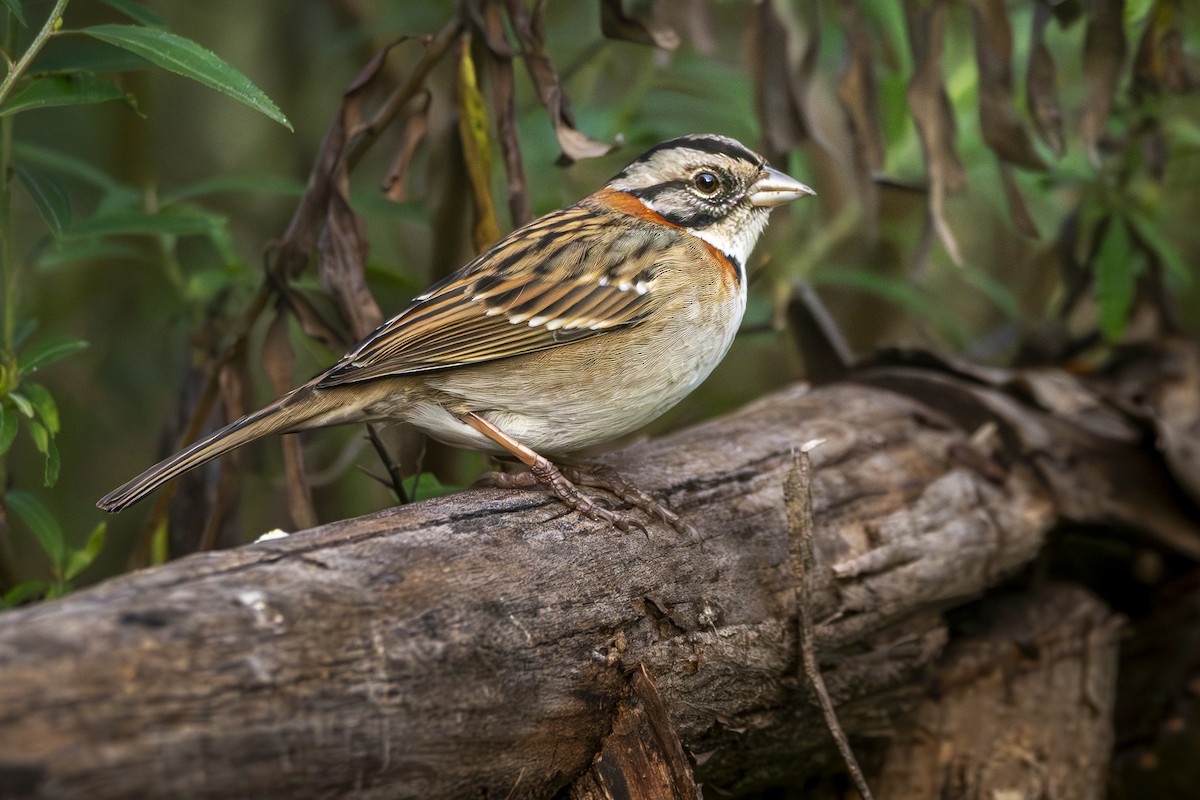 Rufous-collared Sparrow - ML620503712
