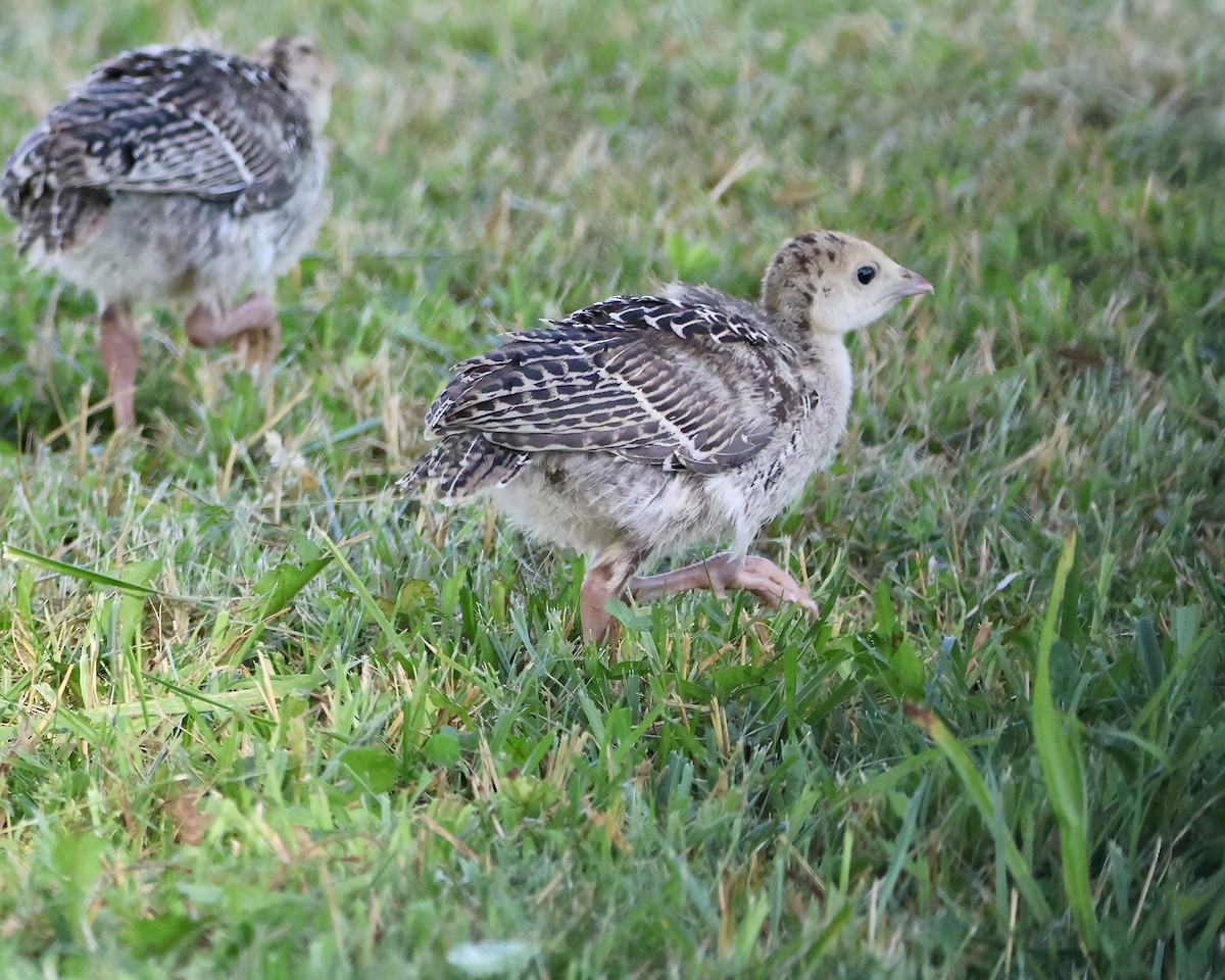 シチメンチョウ - ML620503717