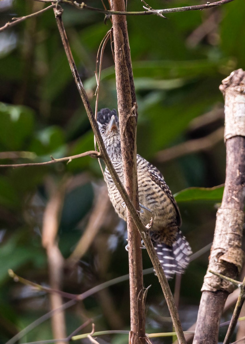 Barred Antshrike - ML620503721