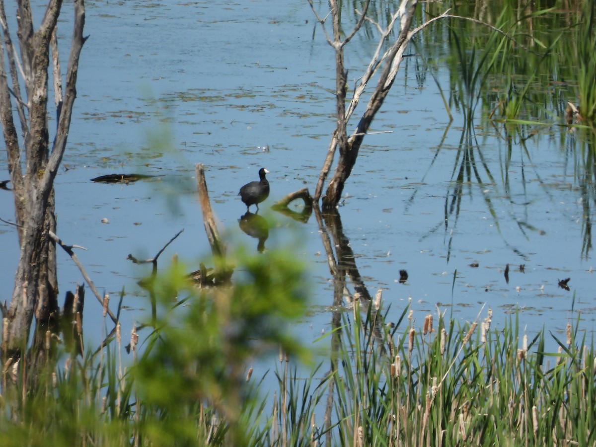 American Coot - ML620503723