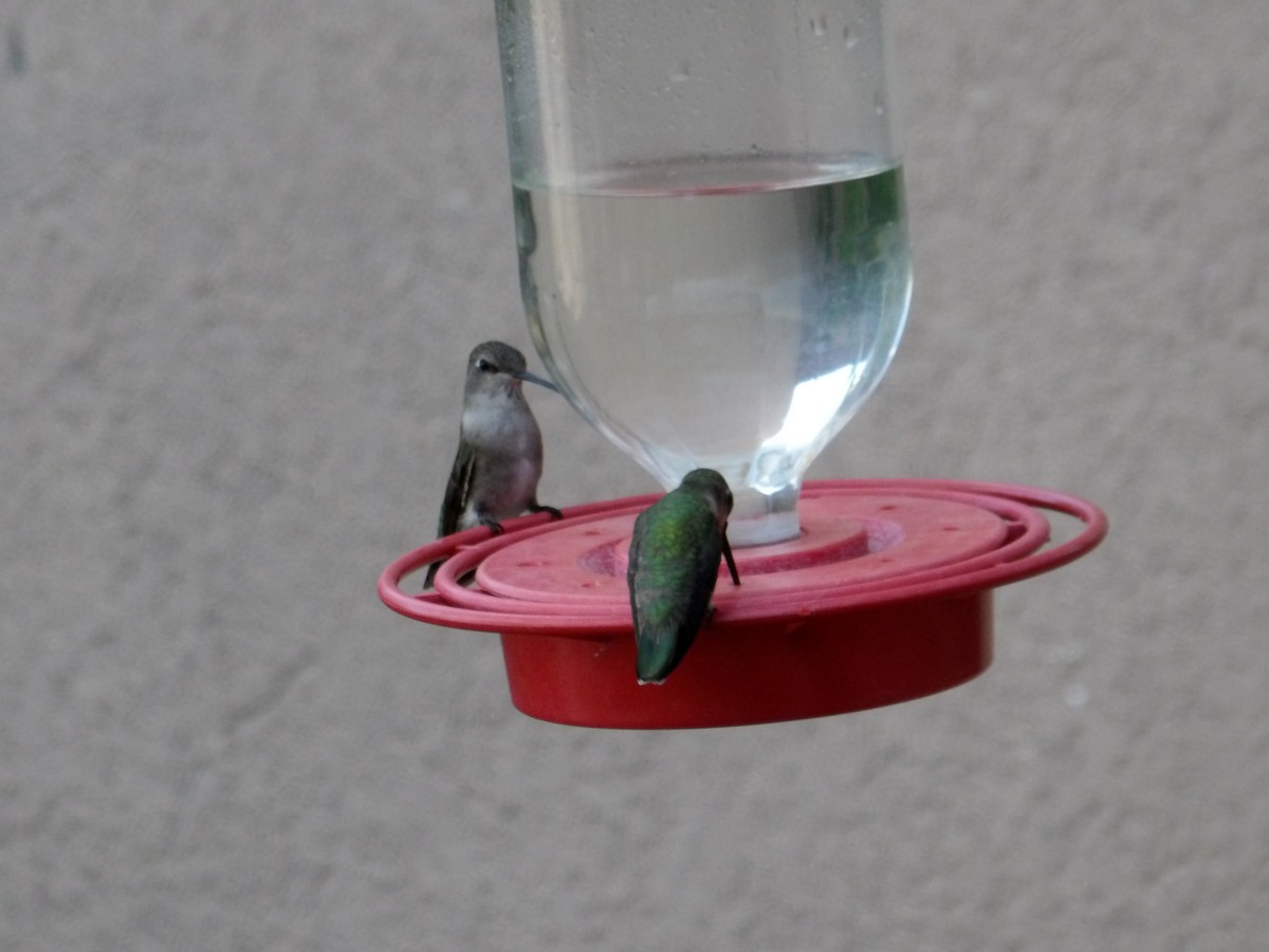Black-chinned Hummingbird - ML620503724