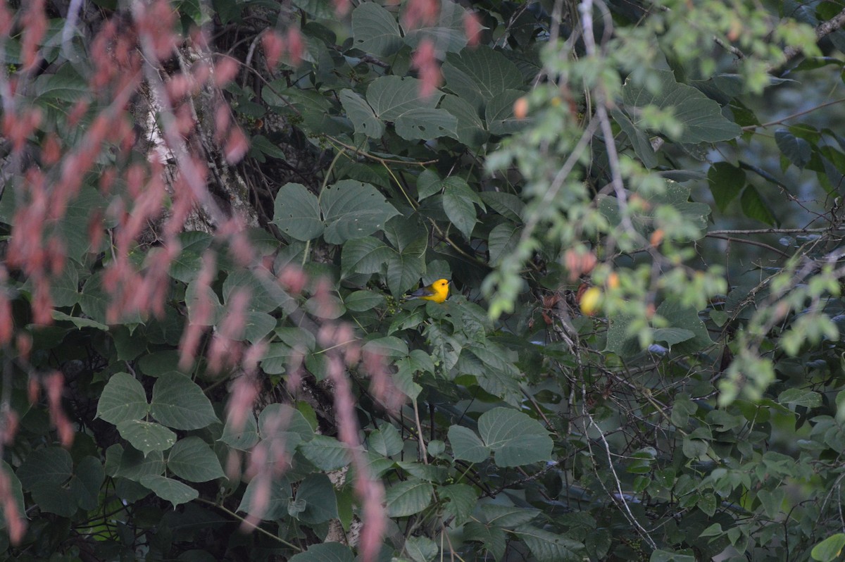 Prothonotary Warbler - ML620503730