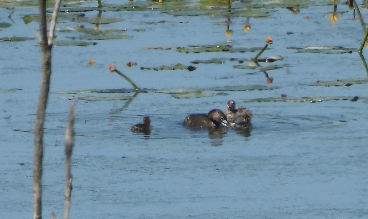 Pied-billed Grebe - ML620503731