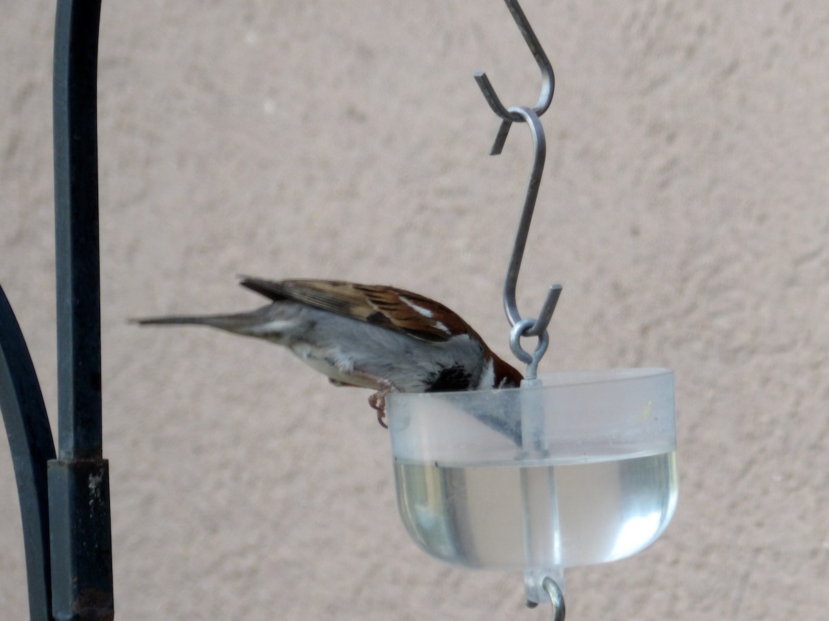 House Sparrow - ML620503733