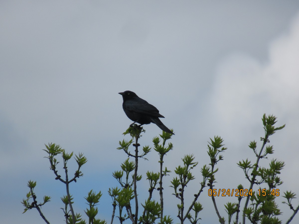 Brewer's Blackbird - ML620503734