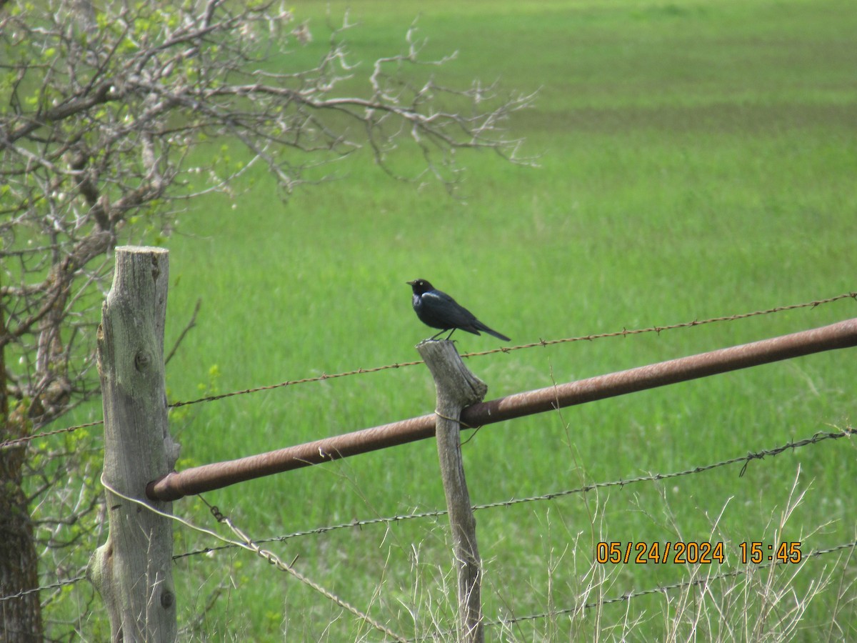 Brewer's Blackbird - ML620503735