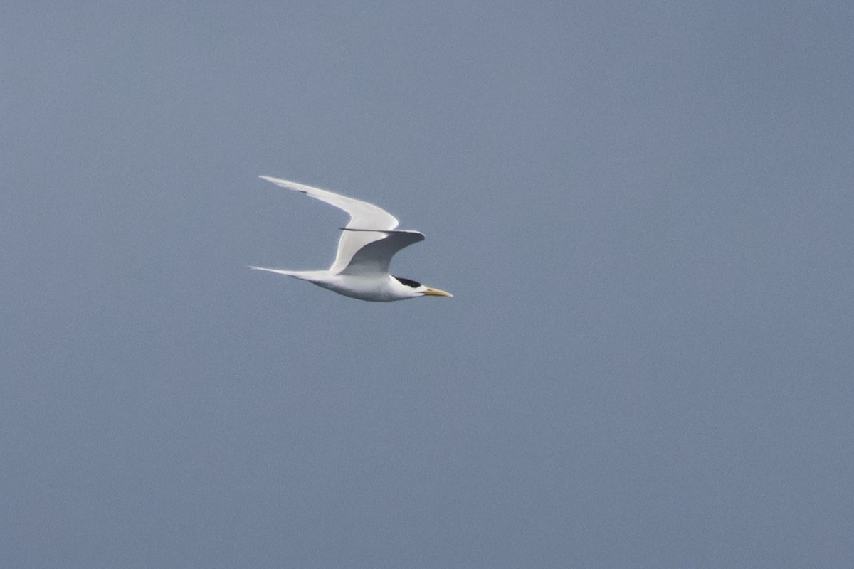 Great Crested Tern - ML620503740