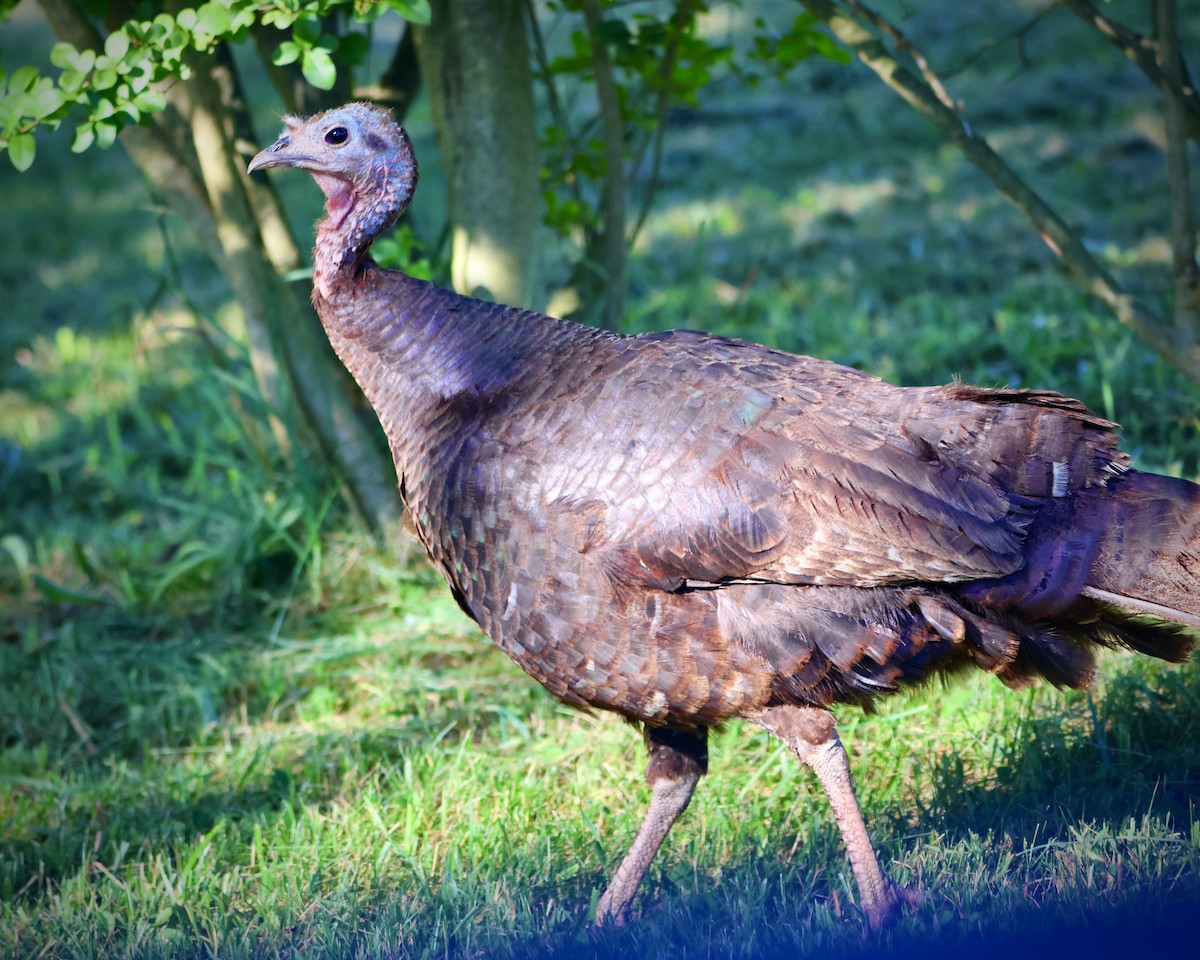 Wild Turkey - ML620503742