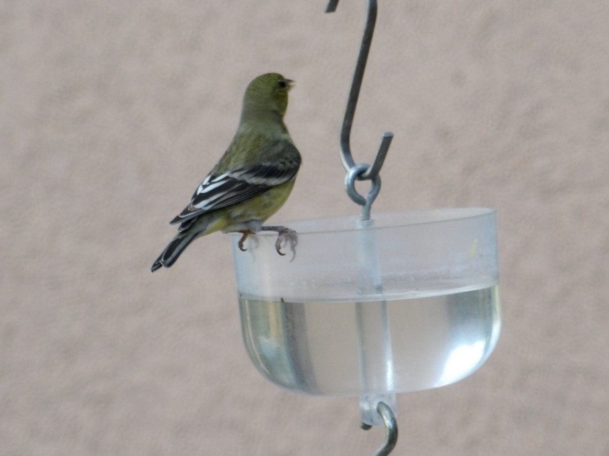 Lesser Goldfinch - ML620503744