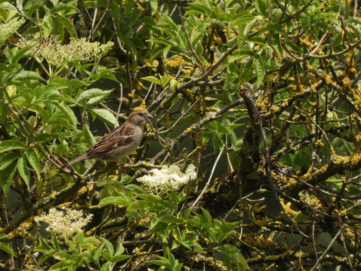 Moineau domestique - ML620503745