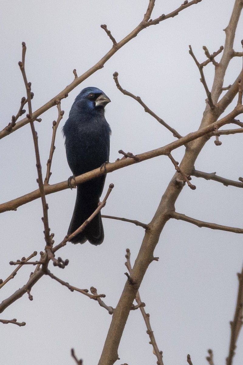 Ultramarine Grosbeak - ML620503749