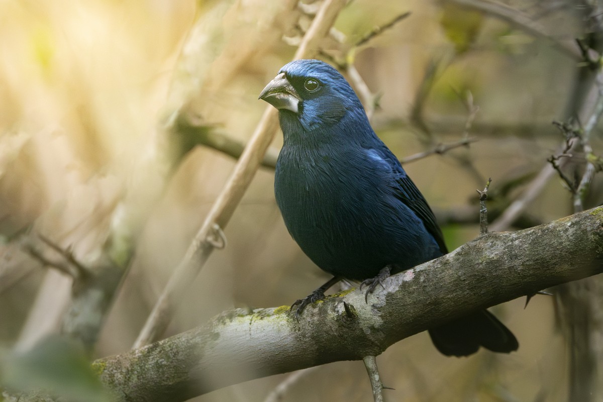 Ultramarine Grosbeak - ML620503750