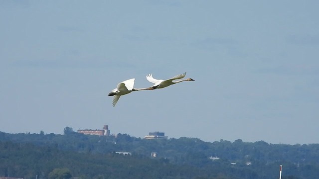 Trumpeter Swan - ML620503751