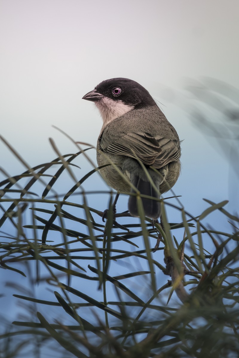 Black-capped Warbling Finch - ML620503752