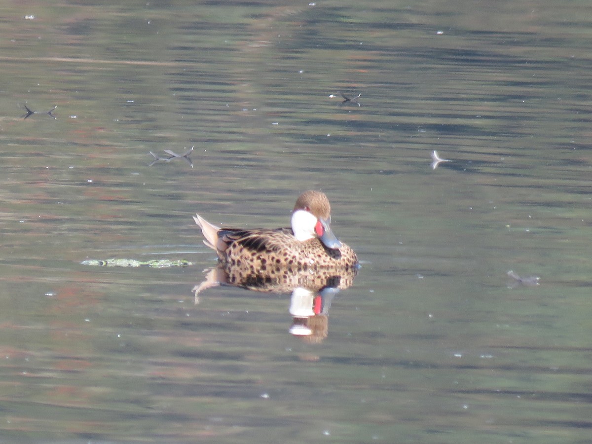 White-cheeked Pintail - ML620503753