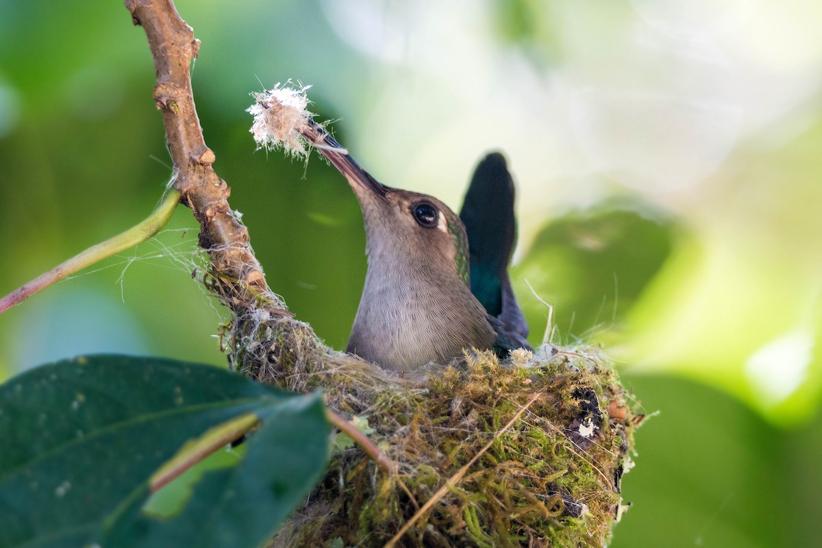 Wedge-tailed Sabrewing (Long-tailed) - ML620503756