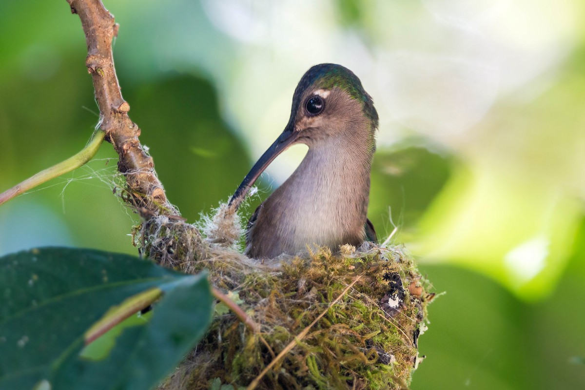 Wedge-tailed Sabrewing (Long-tailed) - ML620503758