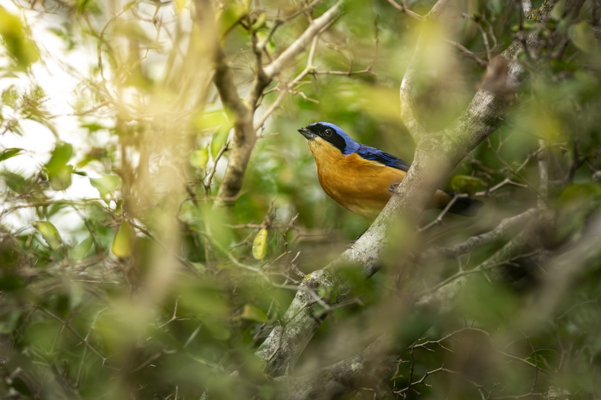 Fawn-breasted Tanager - ML620503760