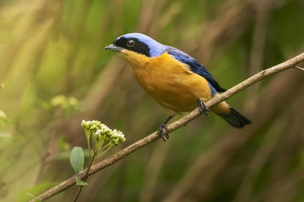 Fawn-breasted Tanager - ML620503761