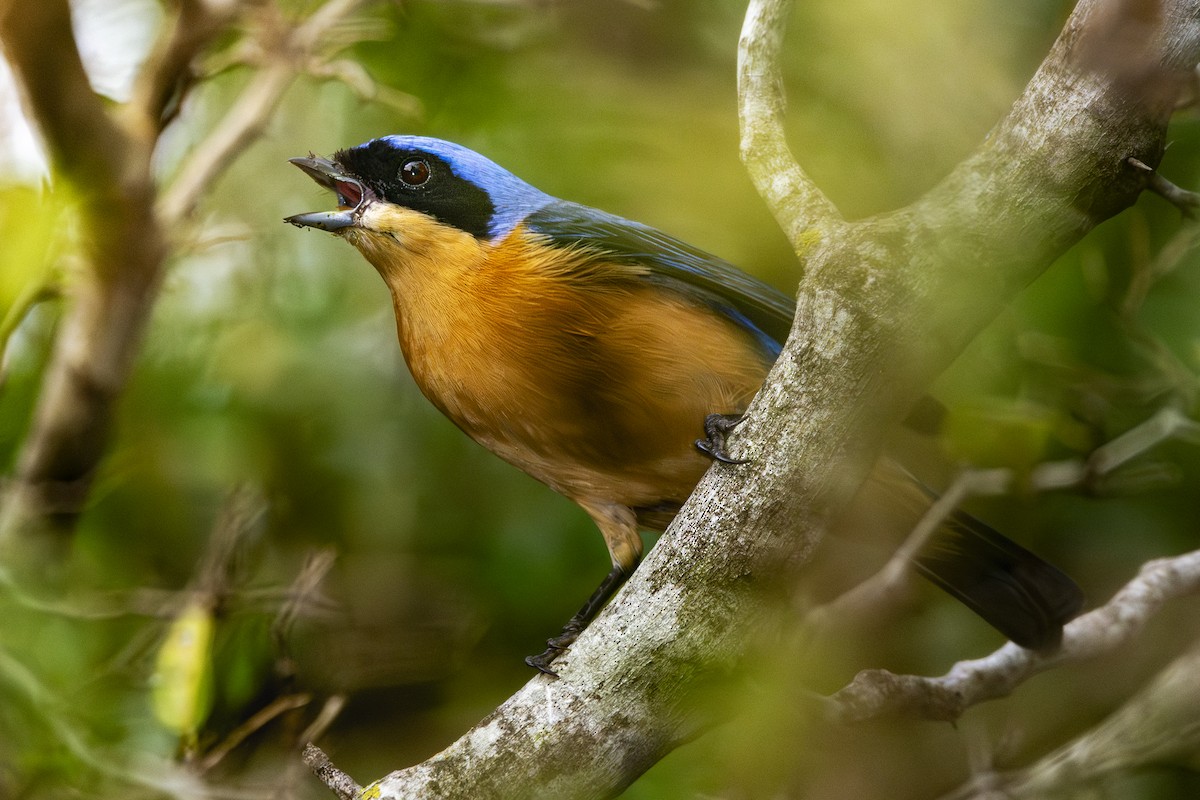 Fawn-breasted Tanager - ML620503762