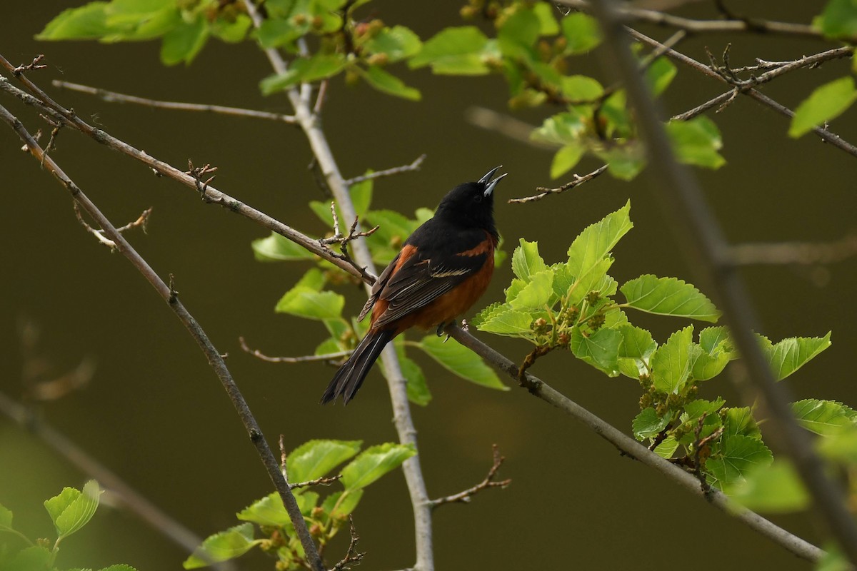 Orchard Oriole - ML620503763