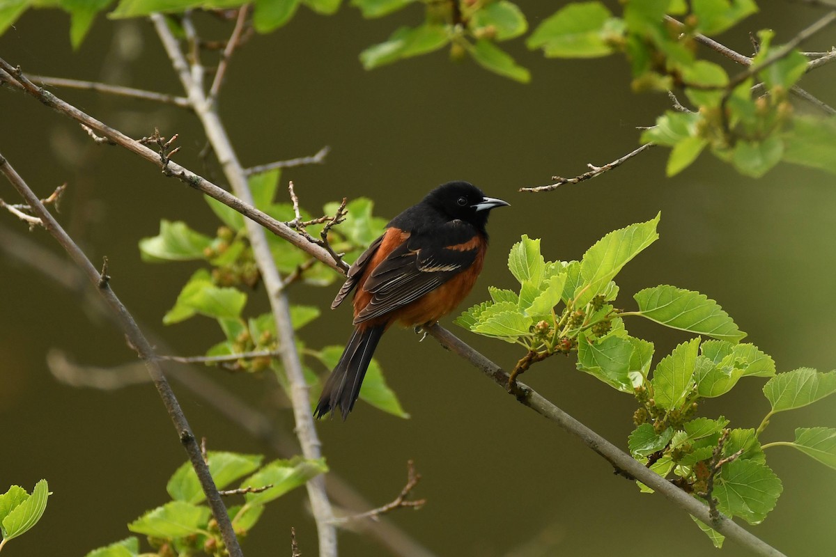 Orchard Oriole - ML620503764