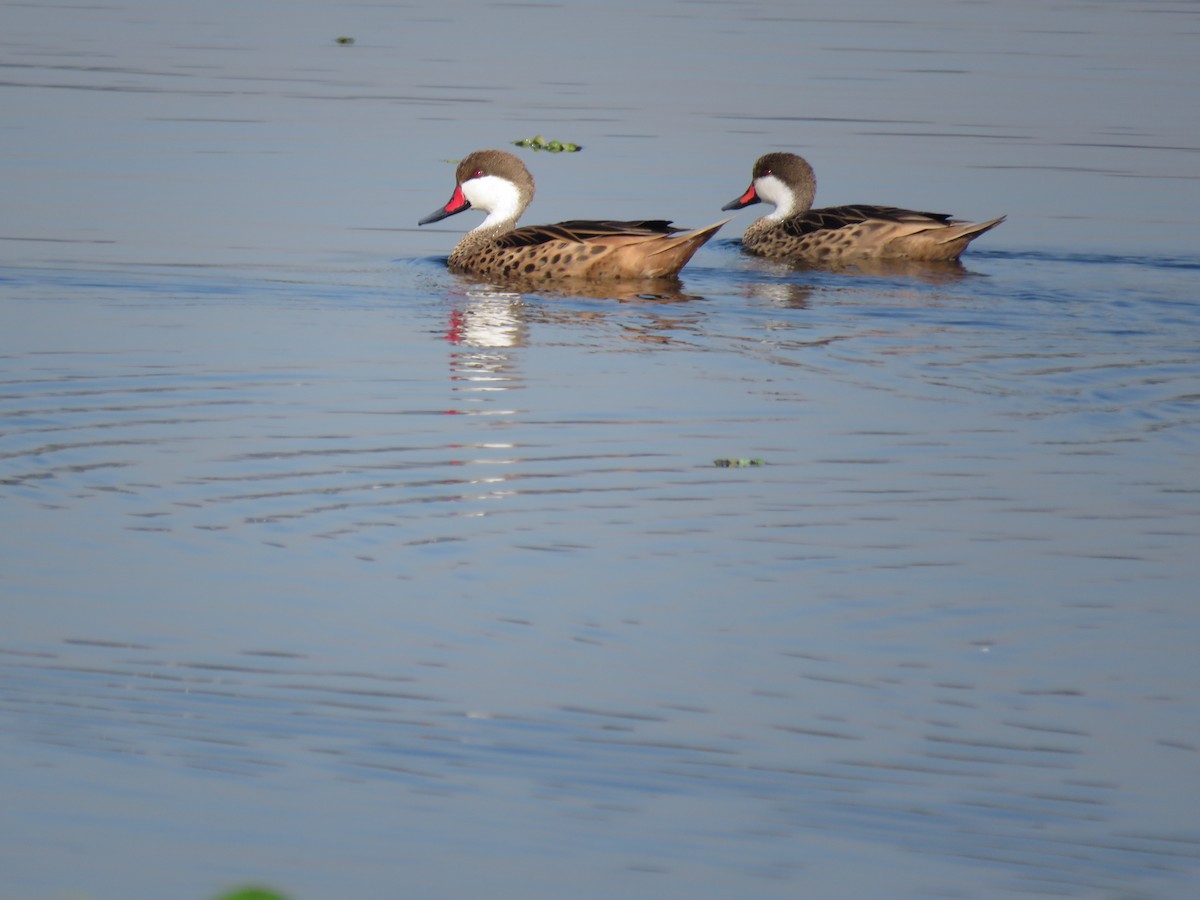 White-cheeked Pintail - ML620503768