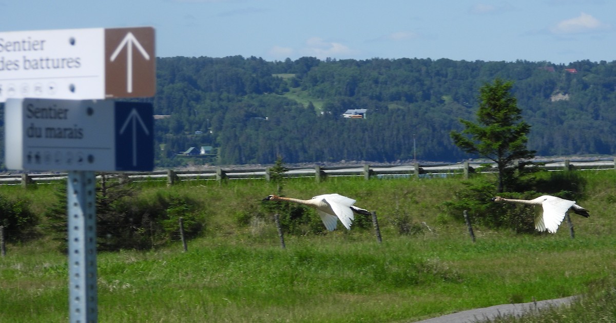 Trumpeter Swan - ML620503769