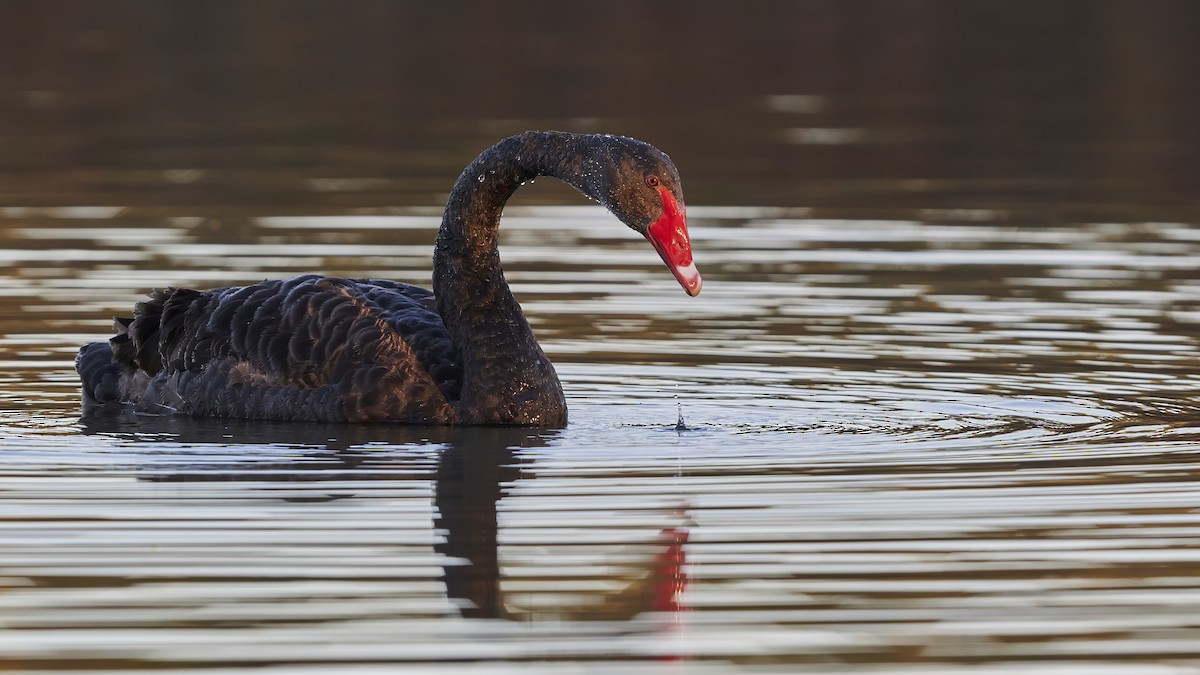 Black Swan - ML620503770