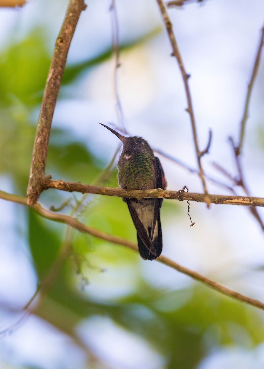 Stripe-tailed Hummingbird - ML620503773