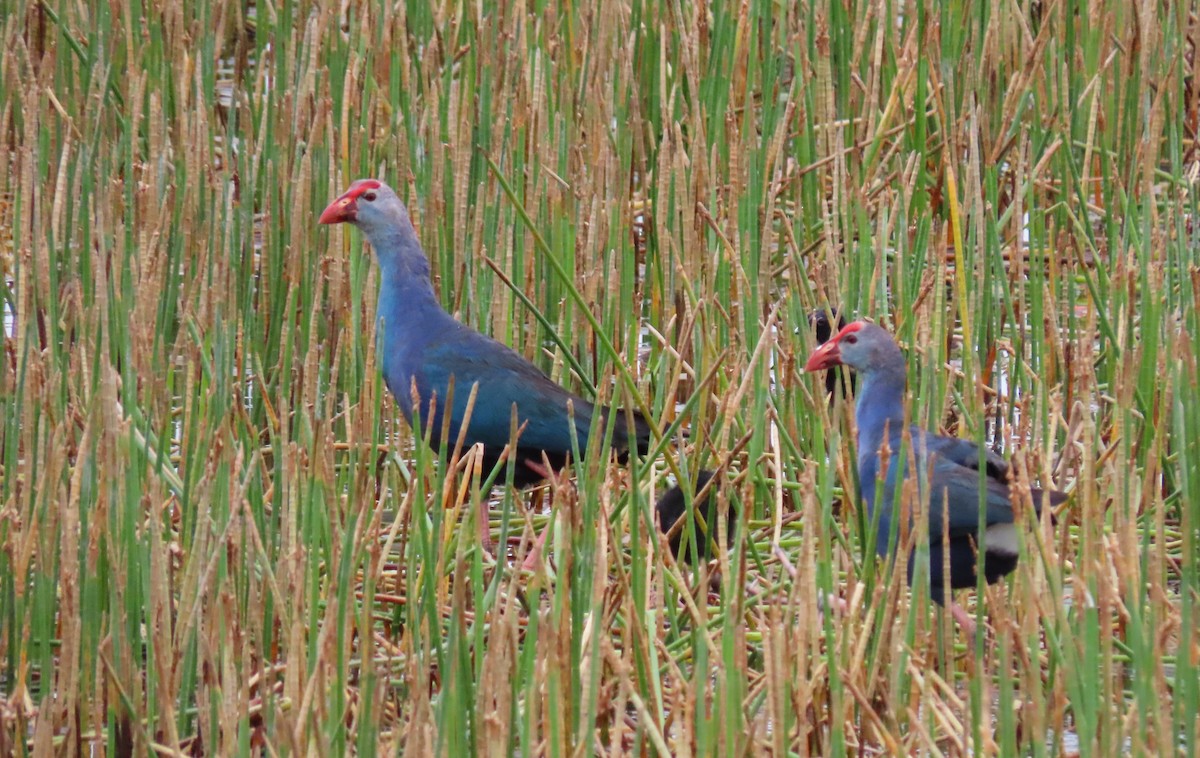 Gray-headed Swamphen - ML620503774