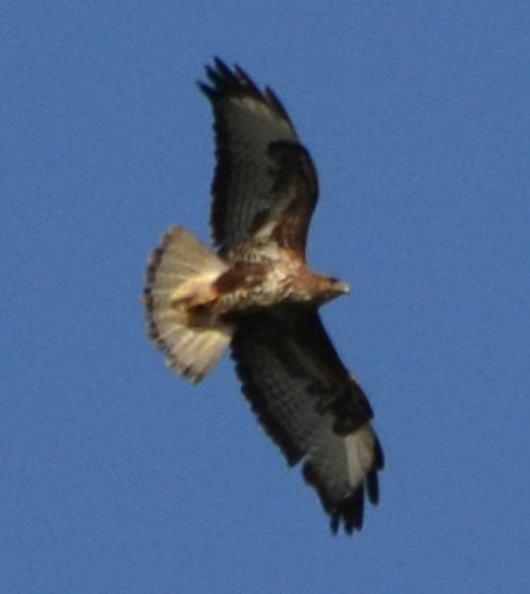 Common Buzzard - ML620503776