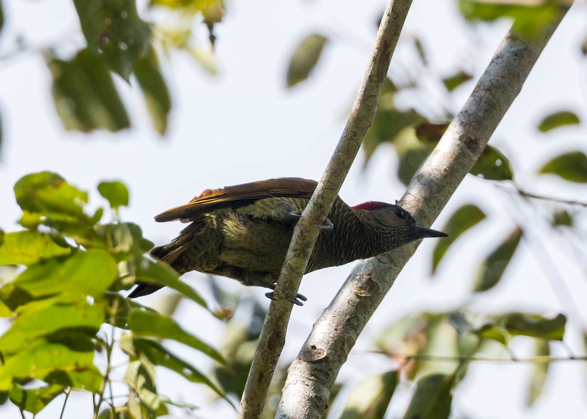 Golden-olive Woodpecker - ML620503786