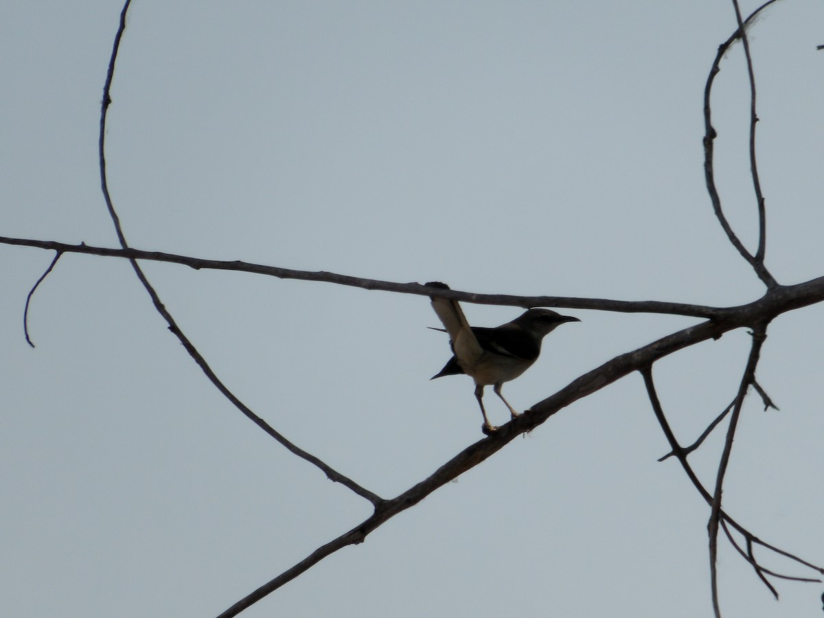 Northern Mockingbird - ML620503787