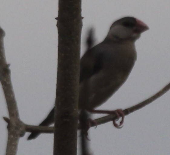 Java Sparrow - ML620503789