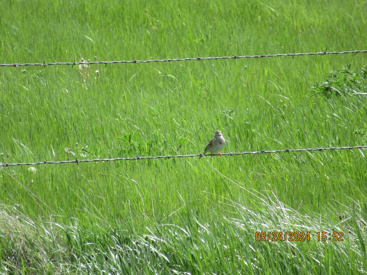 Vesper Sparrow - ML620503799