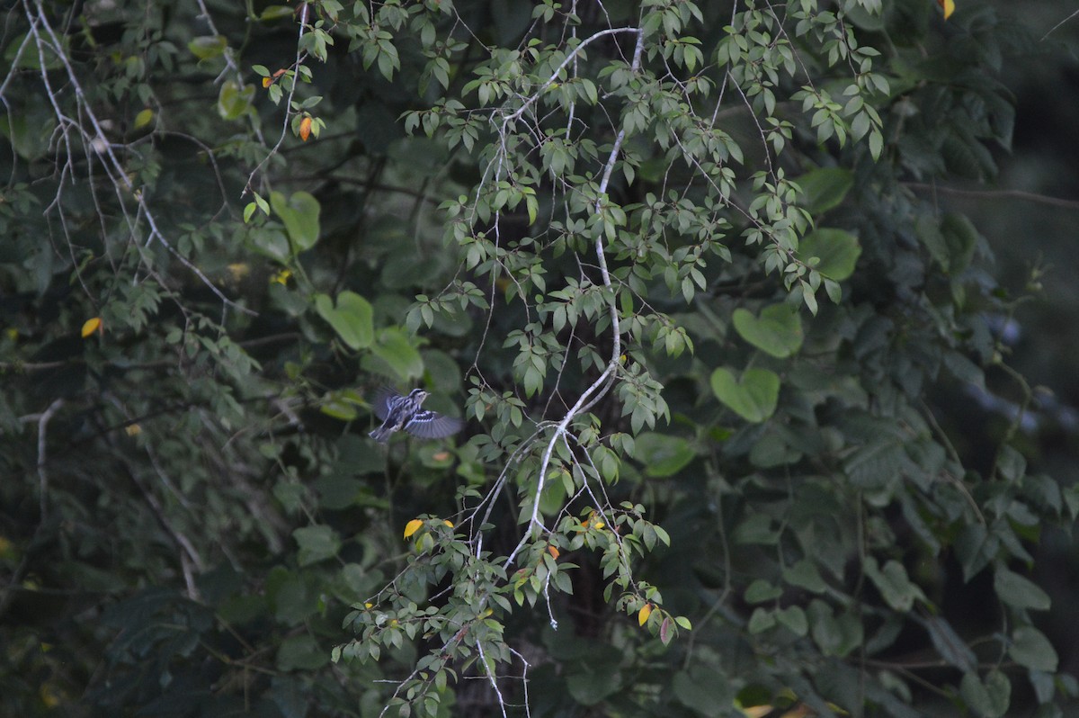 Black-and-white Warbler - ML620503807