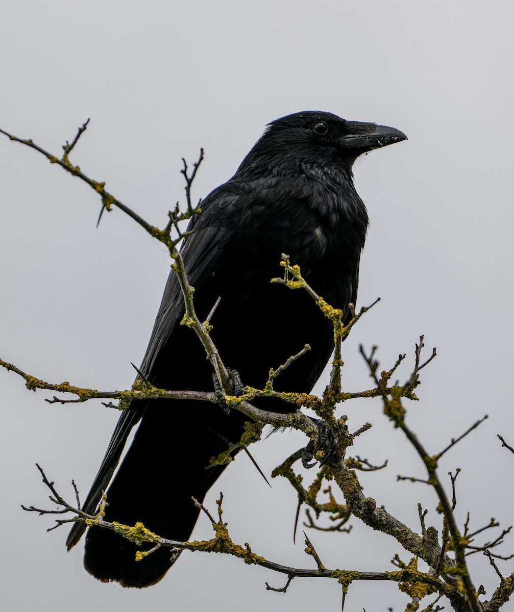 Carrion Crow - ML620503814