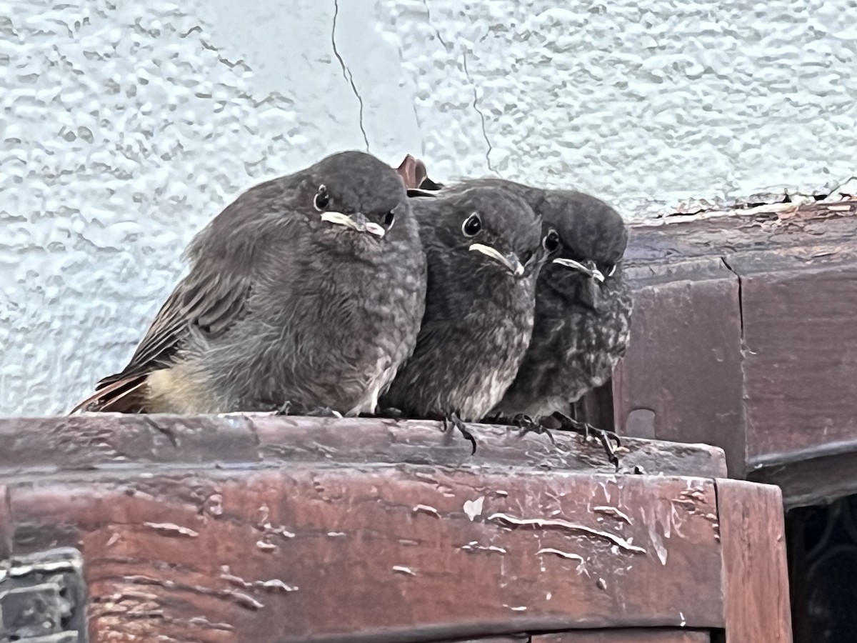 Black Redstart - ML620503828