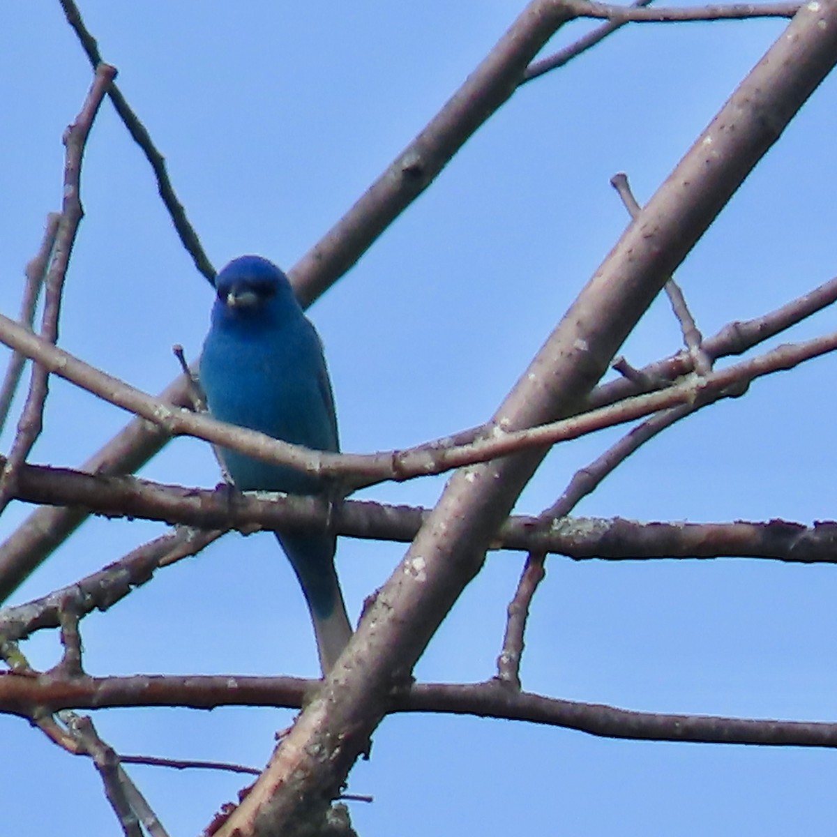 Indigo Bunting - ML620503829