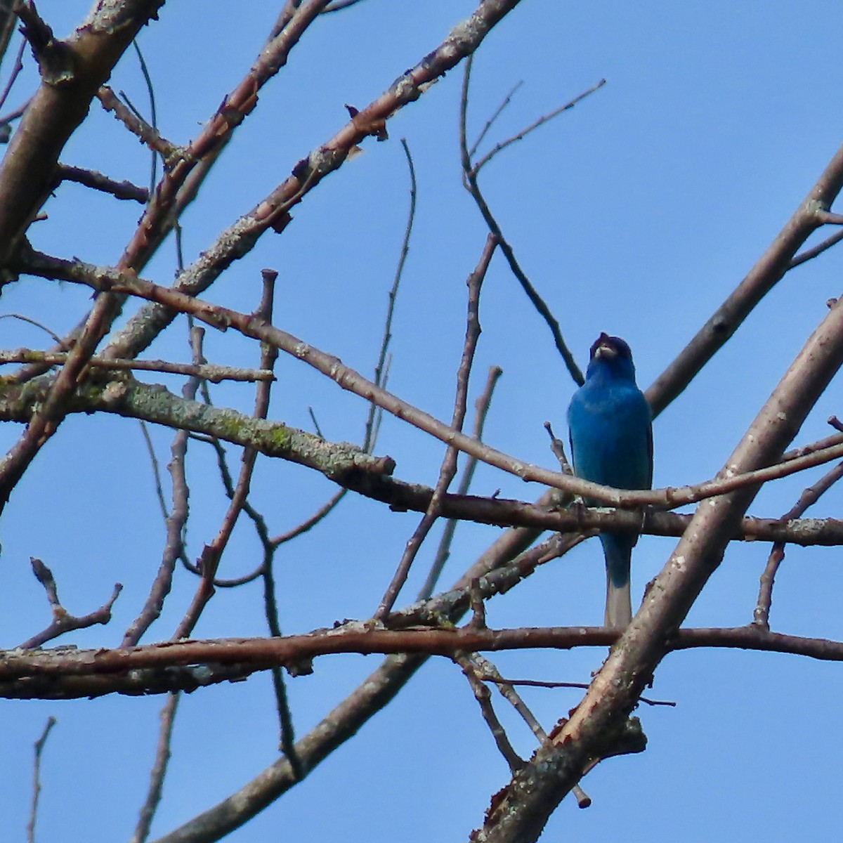 Indigo Bunting - ML620503831