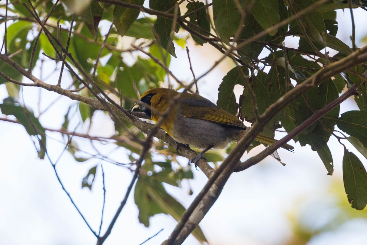 Black-faced Grosbeak - William Clark