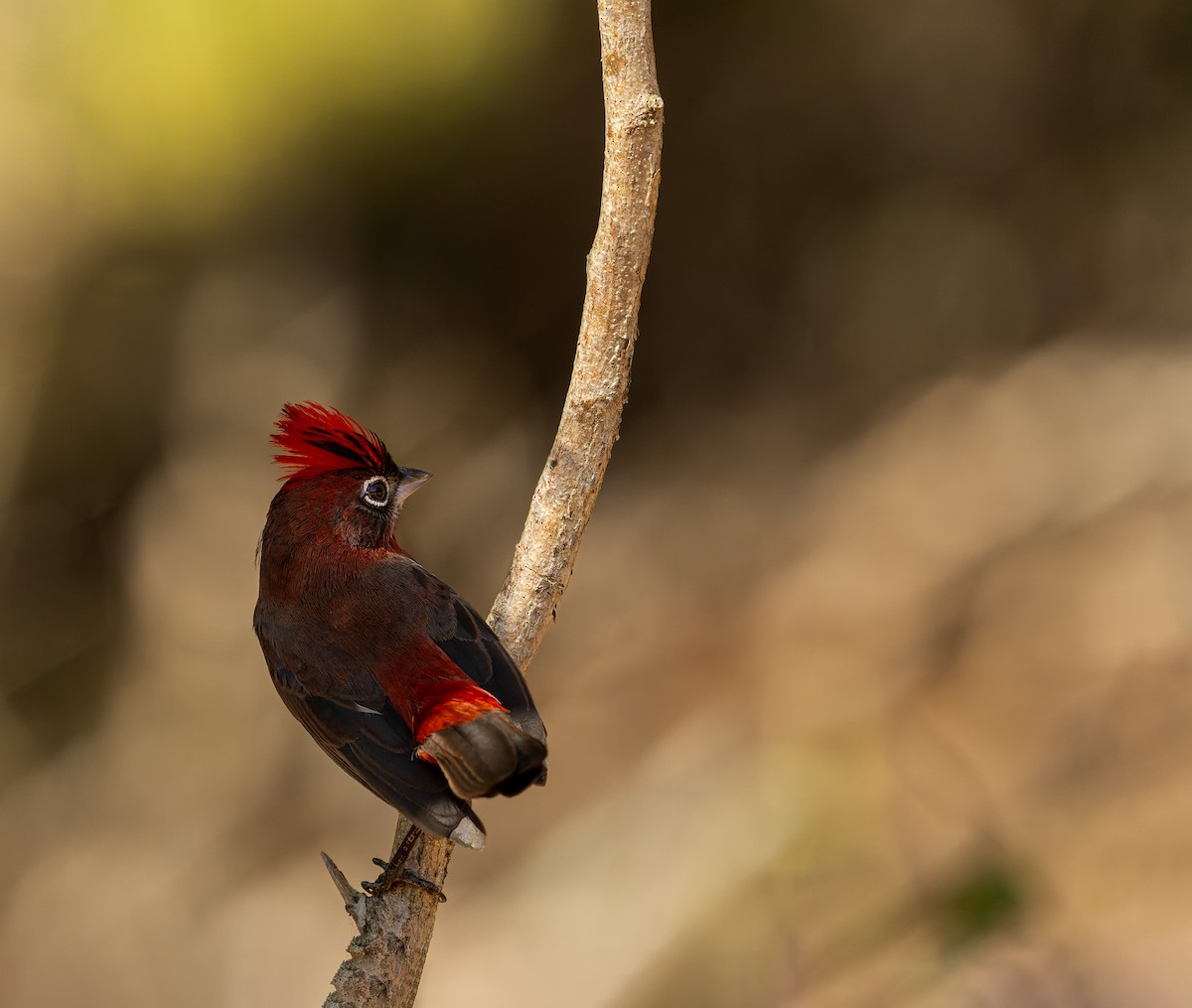 Red-crested Finch - ML620503834