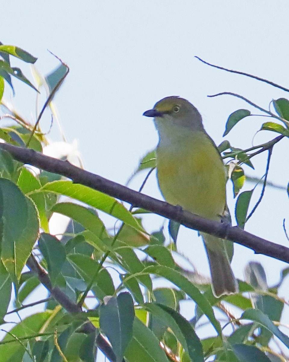 hvitøyevireo - ML620503836