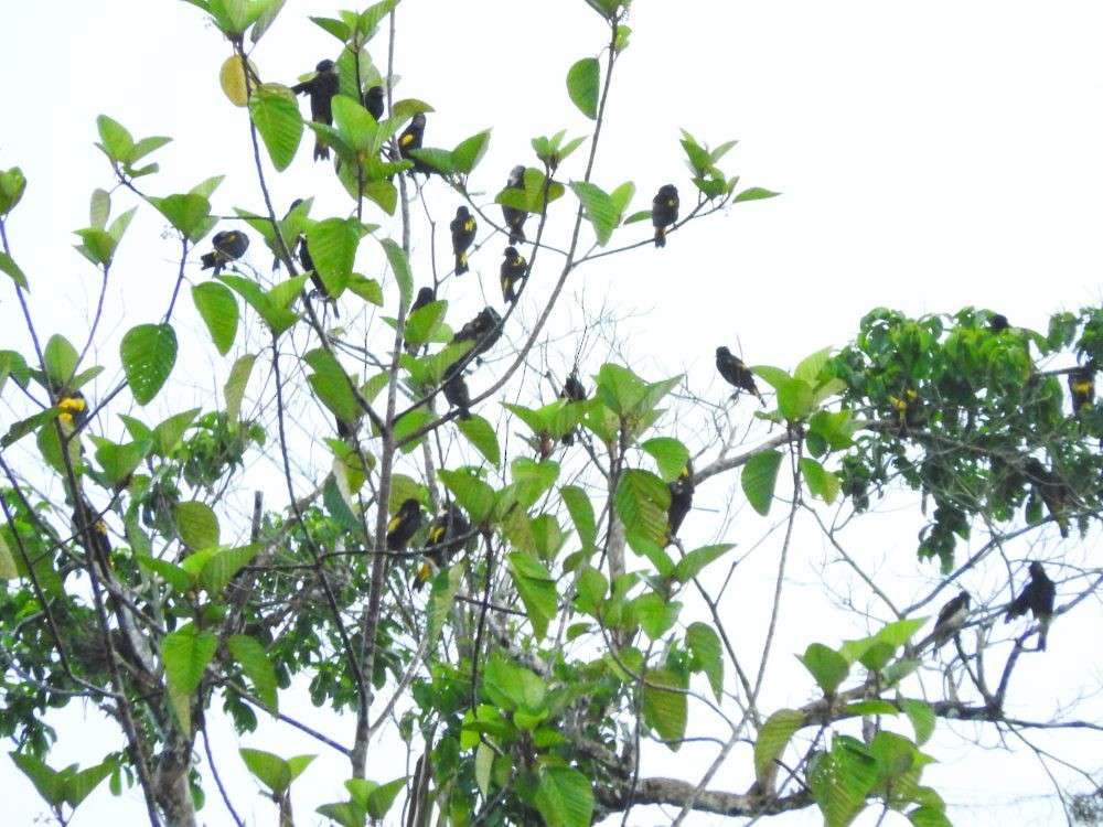 Yellow-rumped Cacique - ML620503841