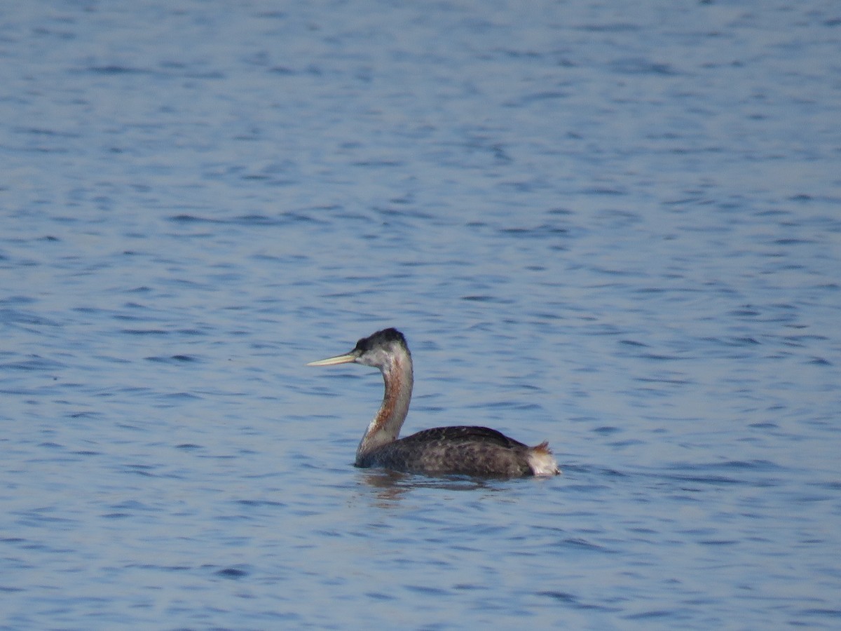 Great Grebe - ML620503842