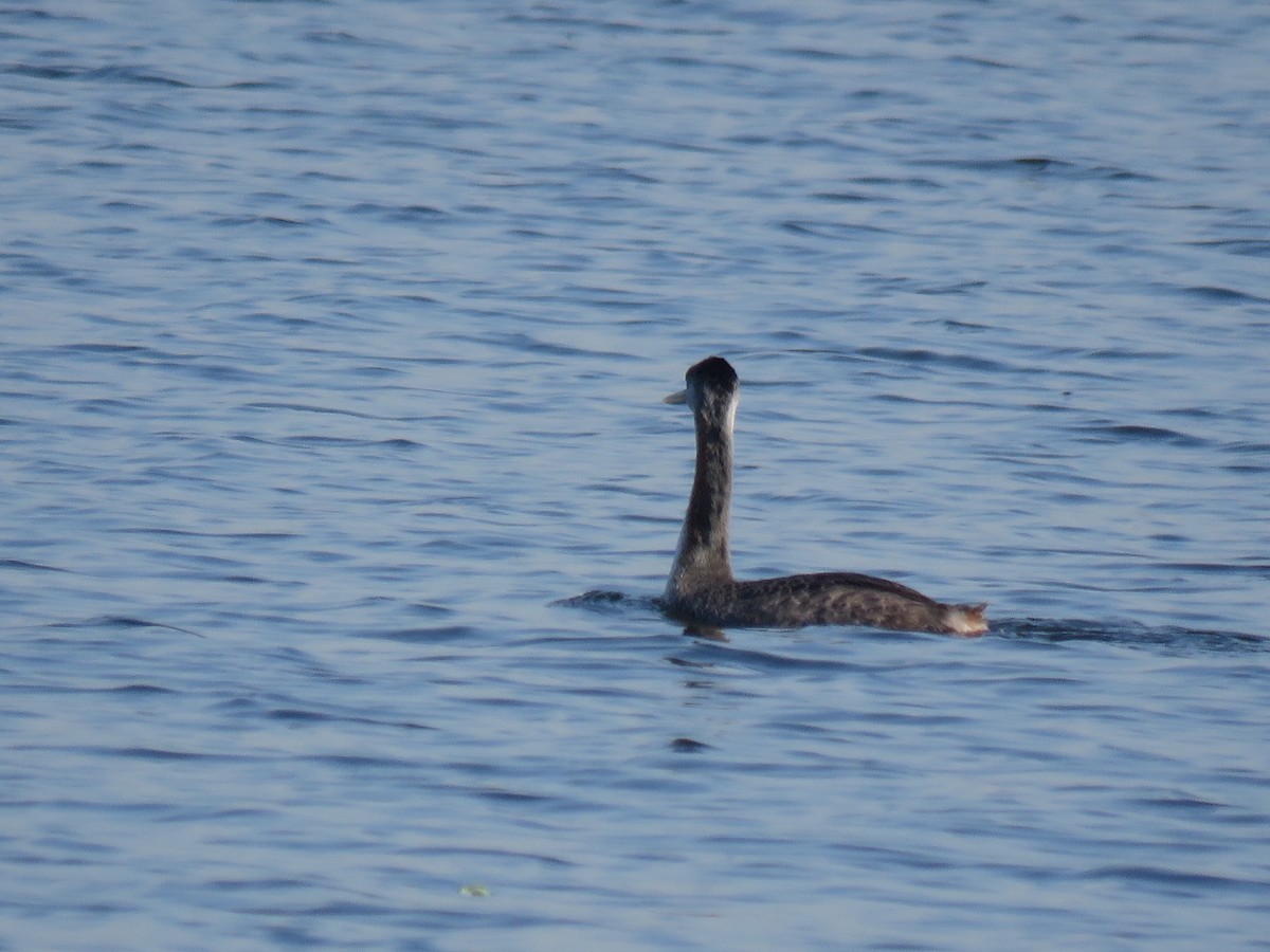 Great Grebe - ML620503844