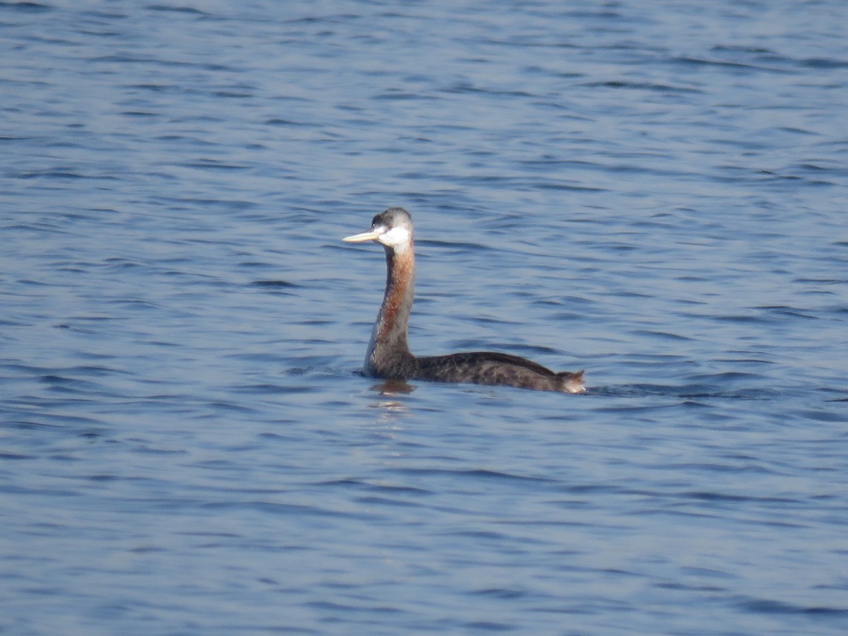 Great Grebe - ML620503845