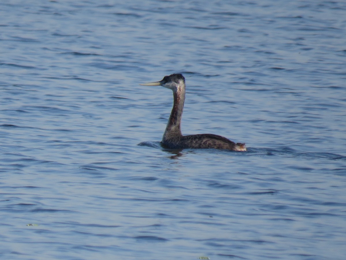 Great Grebe - ML620503846