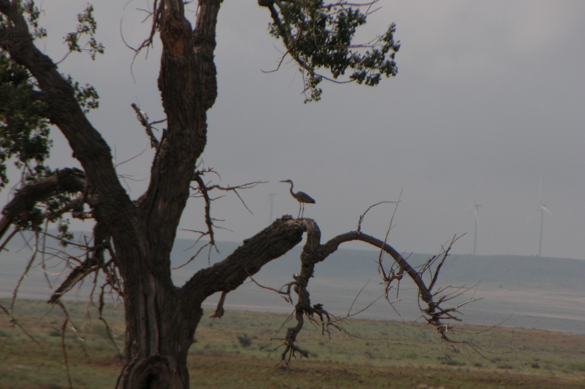 Garza Azulada - ML620503849